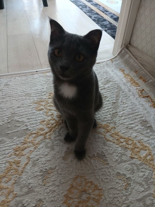 Мысықтар таза уи