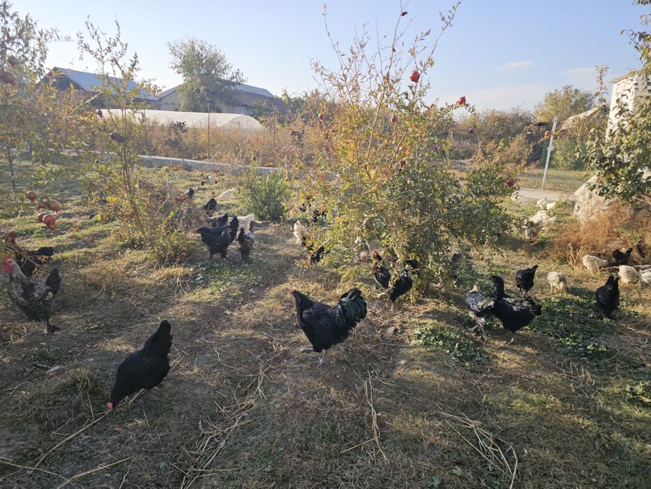 Bramalar va Jersey Giant xurozlar sotiladi, 5–7 oylik sog‘lom zotlar!