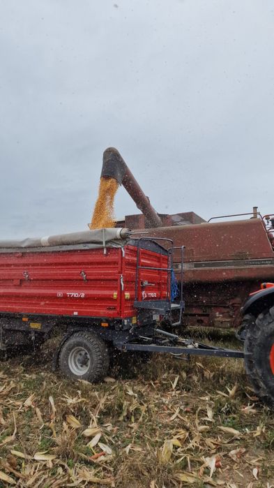 Porumb producție 2025