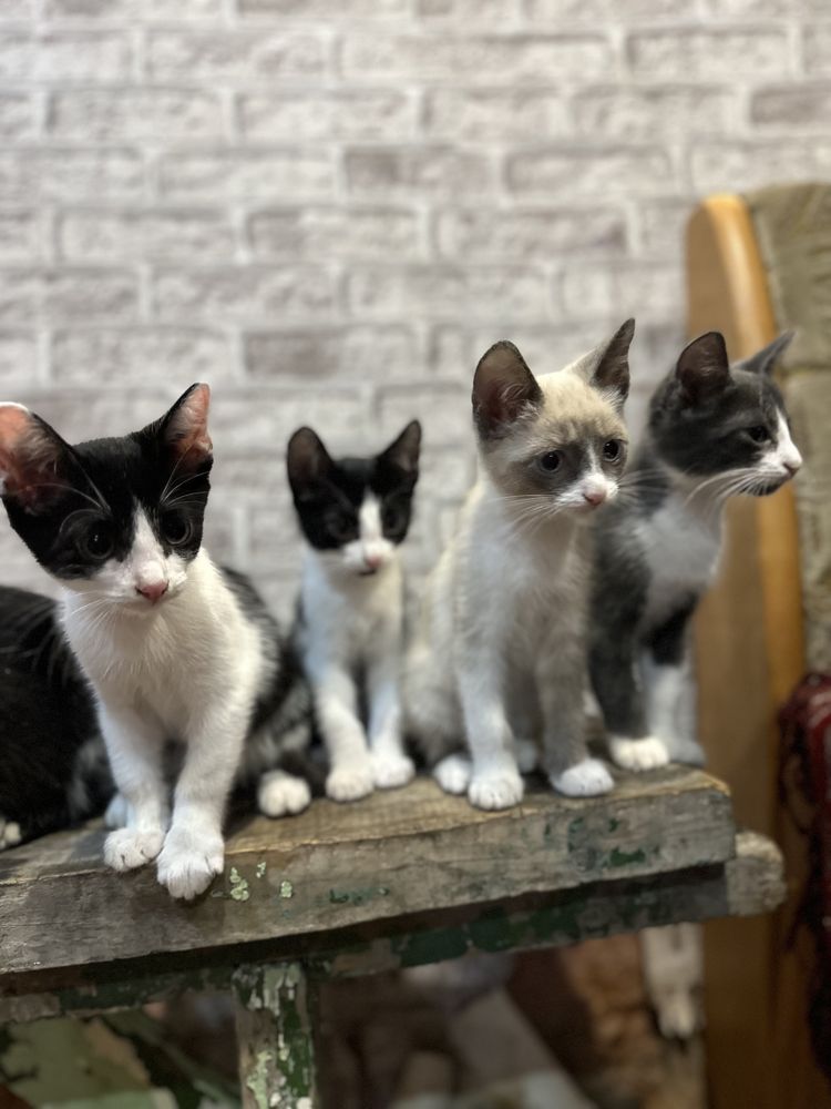 Отдам даром котят