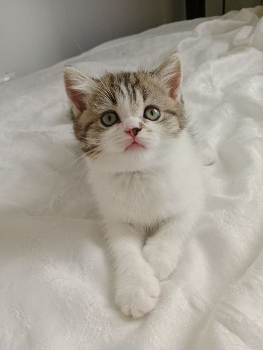 Шотландские здоровые котята 4 мес