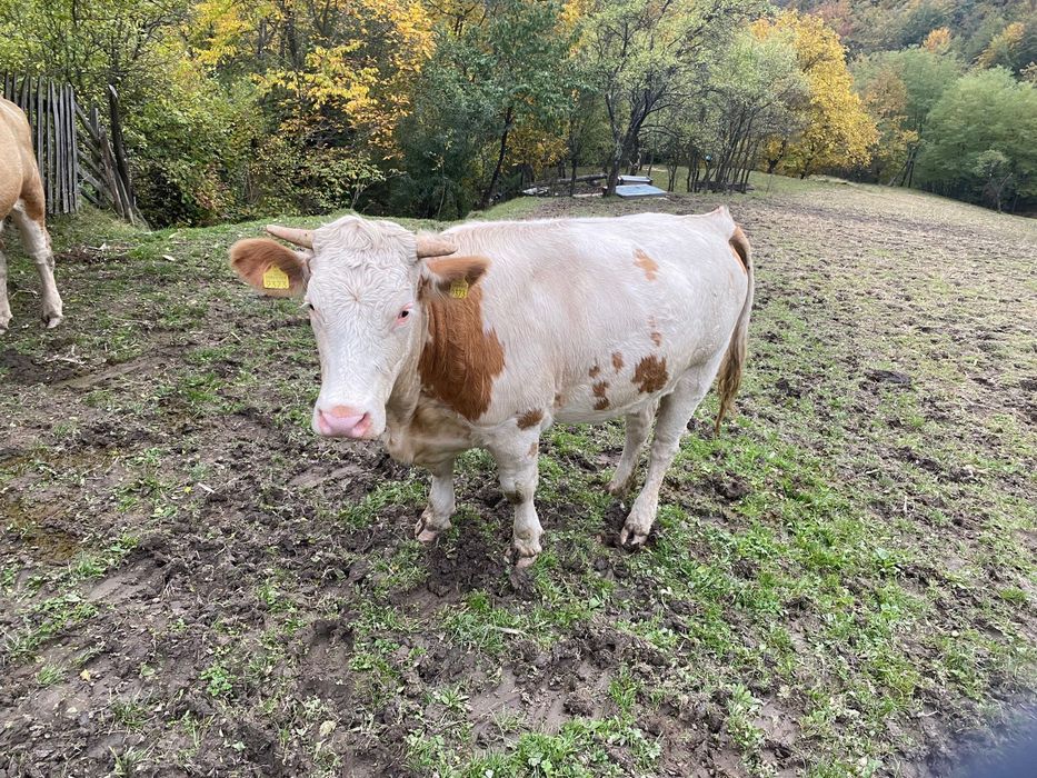 Vand vitel si juninca