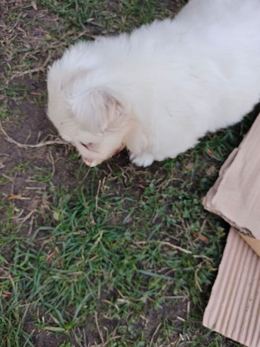 Pui shih tzu(fetiță)