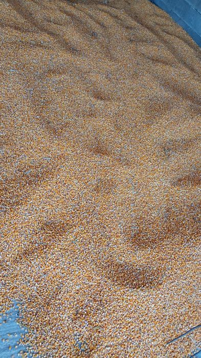 Vând Porumb loc Vestem