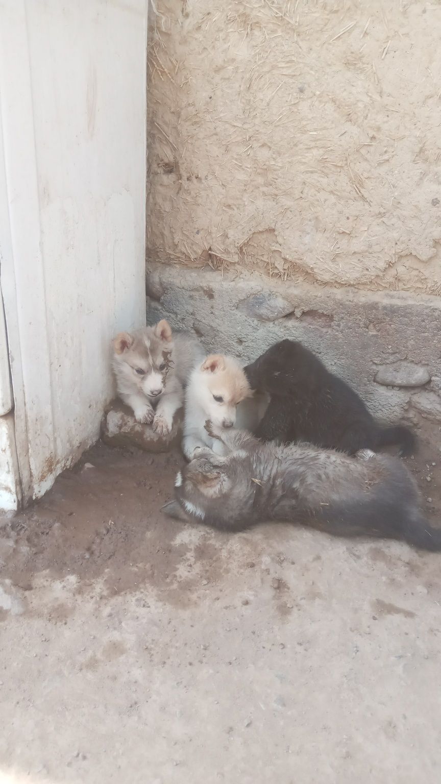 Лайка чистокровный