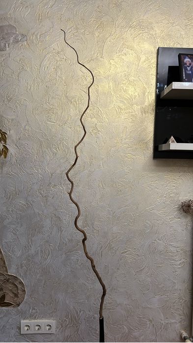 Ветки орешника, корилус, корелиус