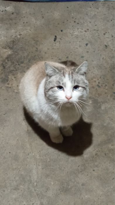 Мысык алып кетіңдерші