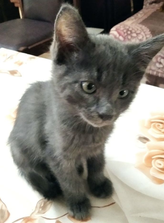 Котята бесплатно