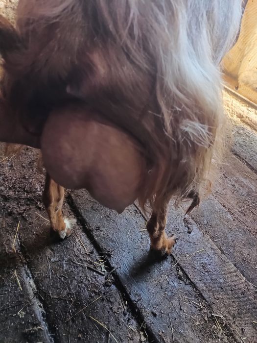 Capre si Iezi de vânzare