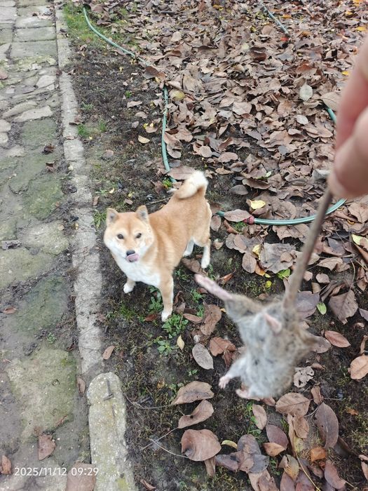 Donez cățelușă Shiba inu adultă