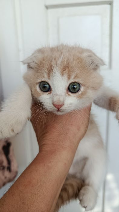 Котенок вислоухий -девочка