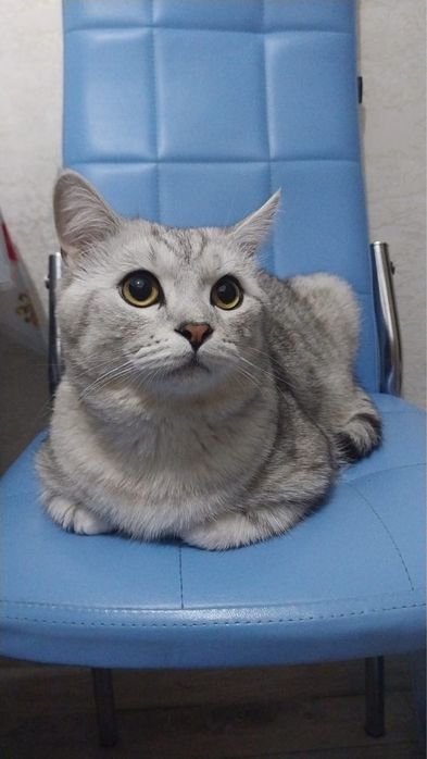 Отдам в хорошие руки британца!