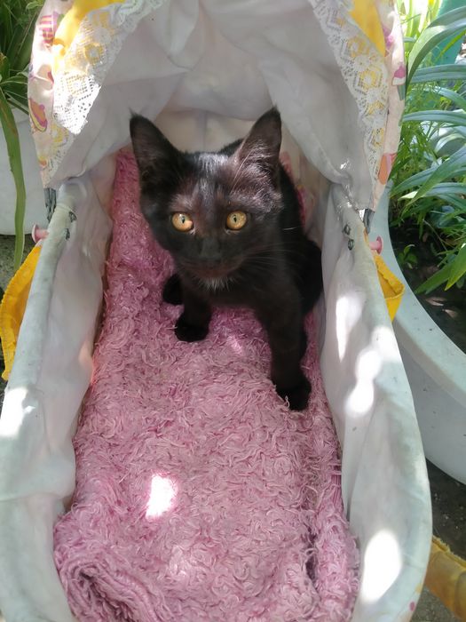 Котята в хорошие руки