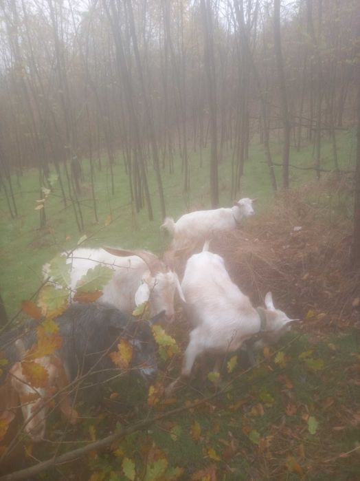 Capre de vânzare com. Dognecea