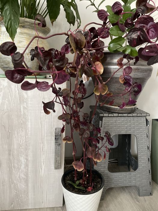 Цветы комнатнык