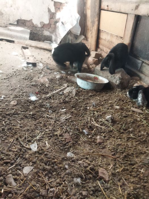 Таза қанды жас қояндар