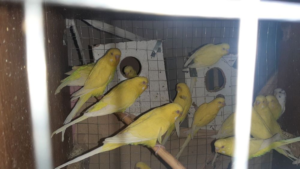 попугай албиносы 19 шт