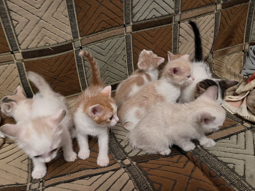 Отдам котят даром