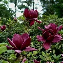 Magnolia Yellow River