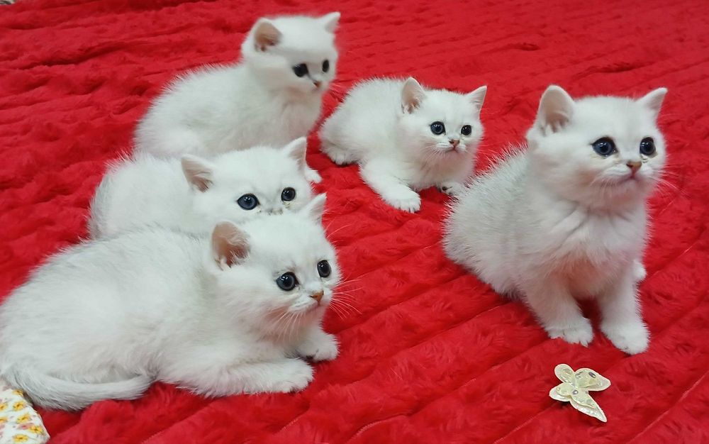 Продаётся котята mushukchalar sotiladi