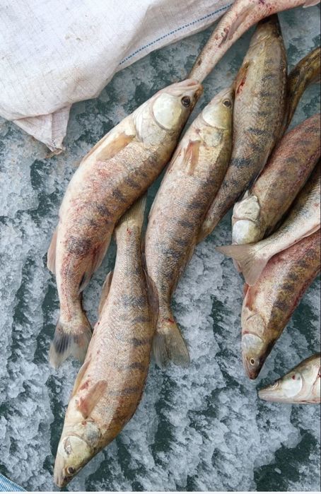 Рыба судак из Алакола свежый!!