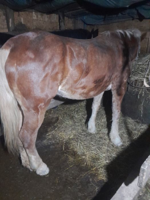 Vând iapa  de 7 ani