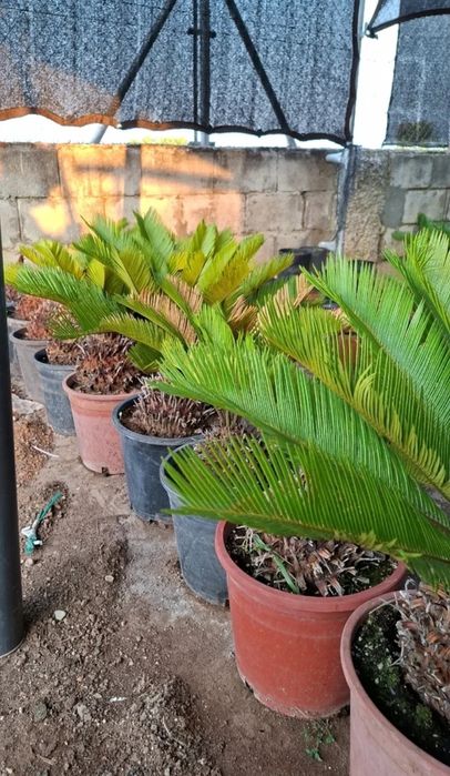 Vând palmieri din Spania Cycas Revolut