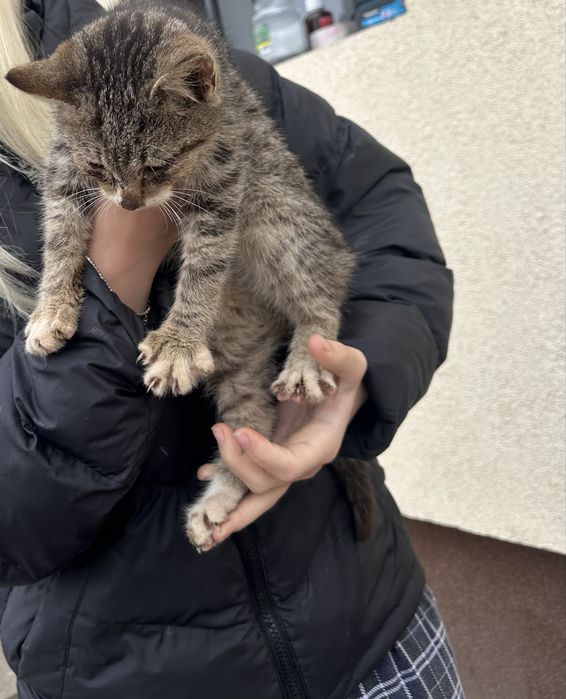 Ofer spre adopție o pisicuță găsită pe câmp