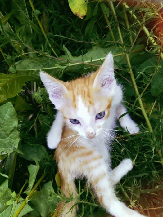 котенок 3-х месячный