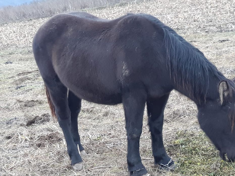 Vând mânză de un an și 2 lun