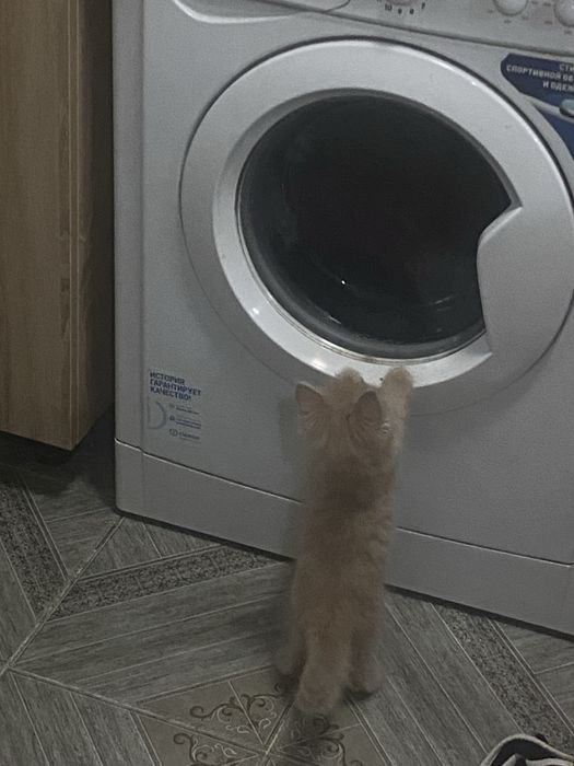 Отдам бесплатно котёнка (мальчика) 2,5 месяца Сибирский