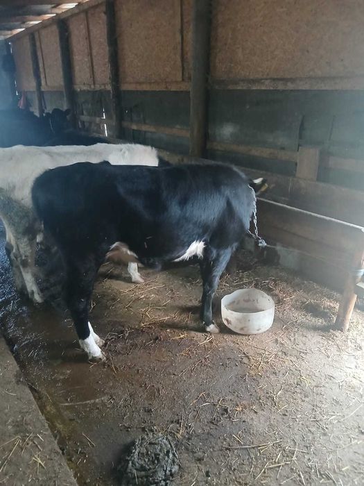 Junică pentru sacrificare