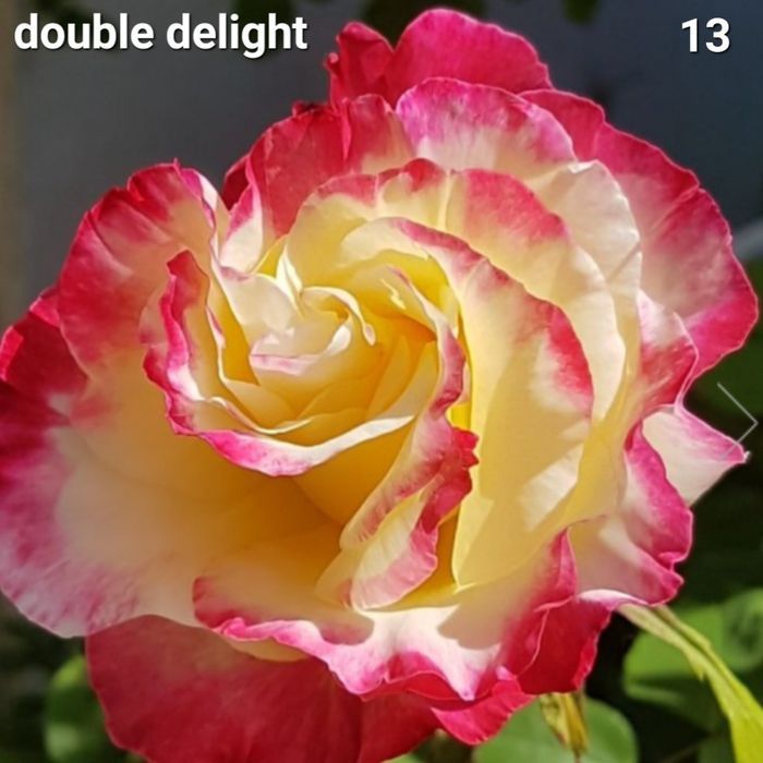 Butasi trandafiri urcatori/tufe