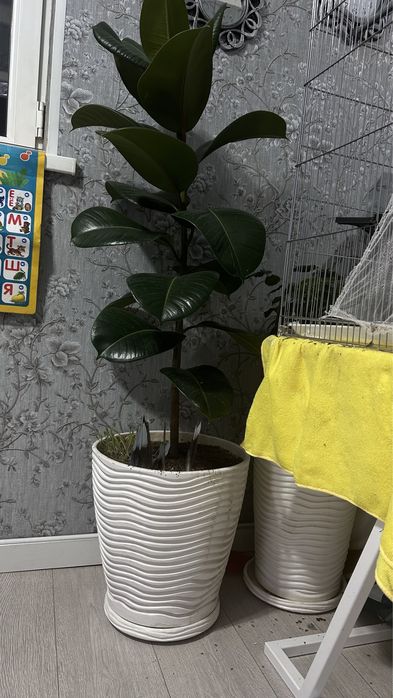 Фикус большой красивый