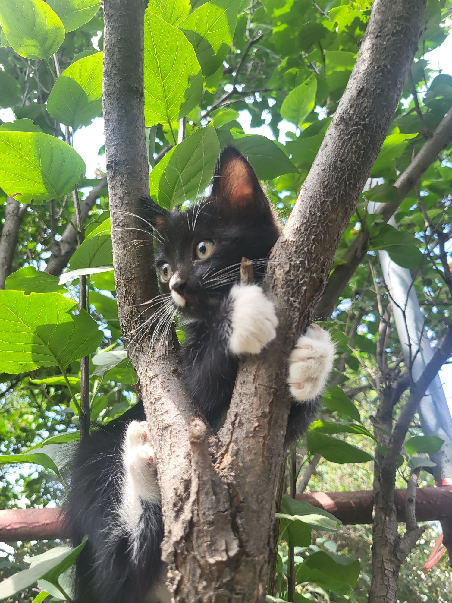 Отдаем котят в добрые руки