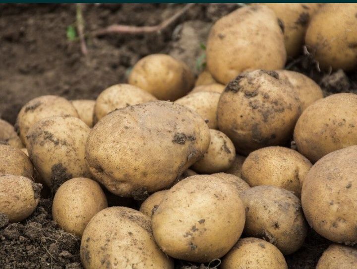 Продам картофель