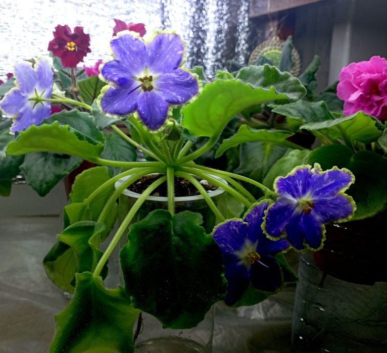 Продам фиалочки и глоксинии