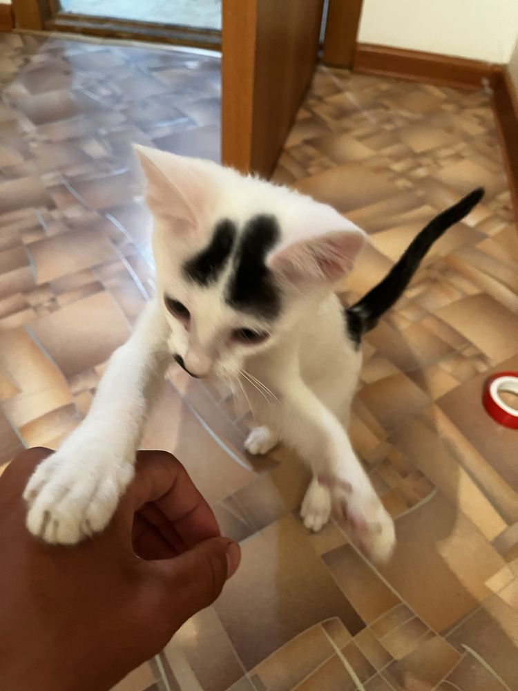 котенок бесплатно умный красивый.ақылды мысыш