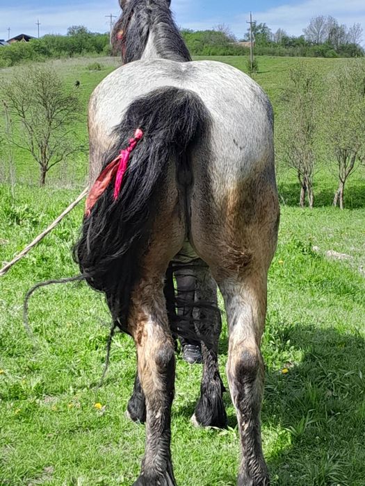 Vând mânza de 3 ani