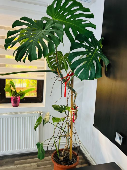 Floare Naturală Philodendron