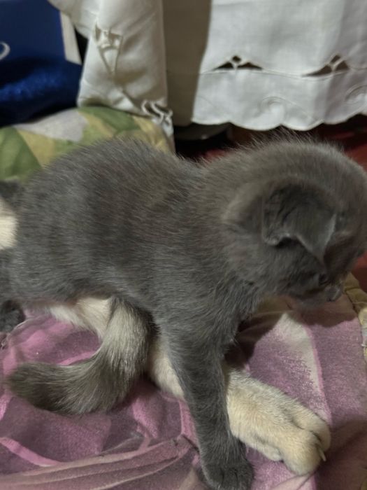 Scottish fold. Mushig bollari