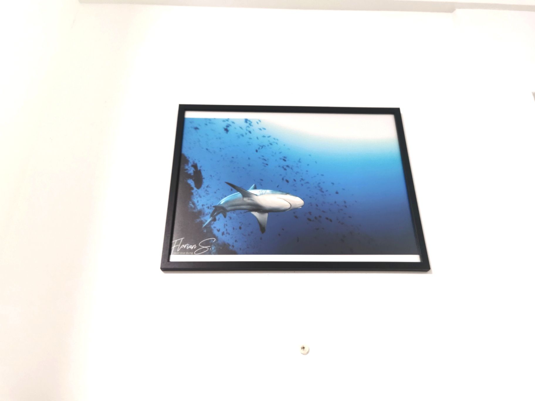 Tablou imagini subacvatice rechini corali 40x30cm