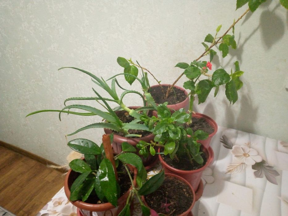 Продаются комнатные растения