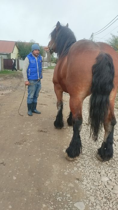 Vand cal castrat
