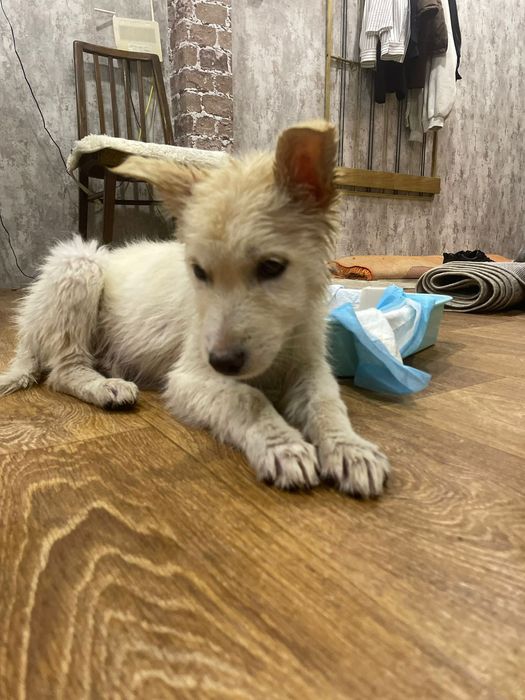 Белая Швейцарская овчарка