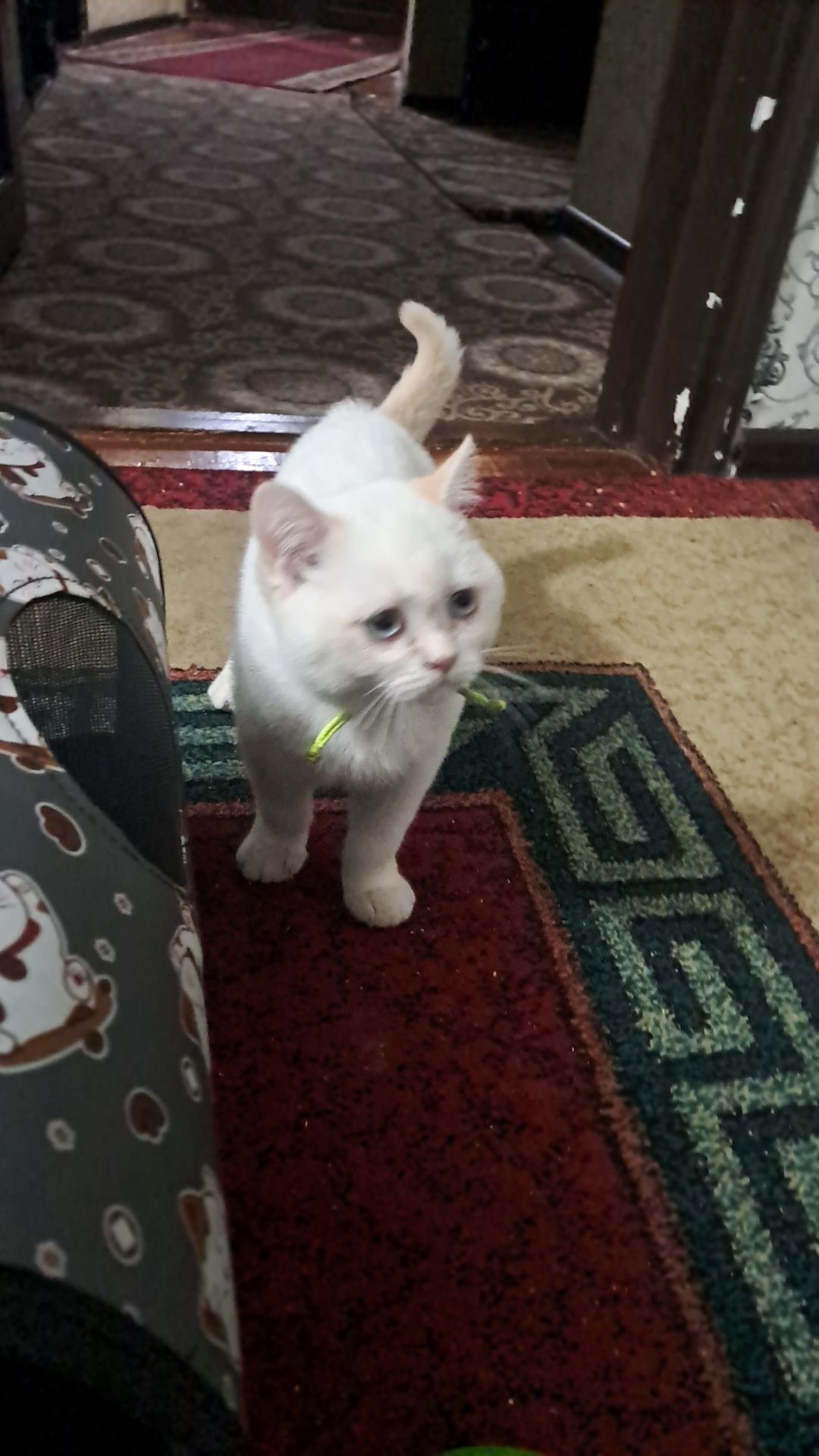 Котёнок oppoq kushuk
