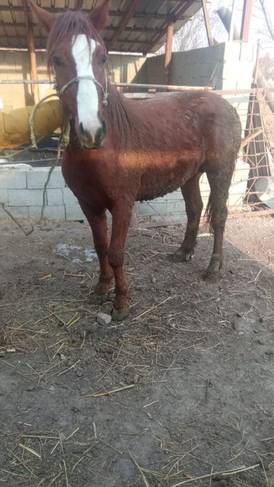 3 жасар кунан сатылады