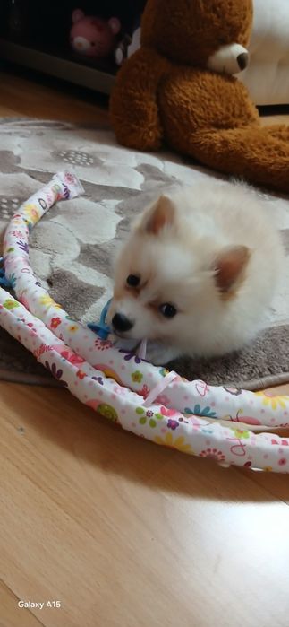 Мини шпиц померан