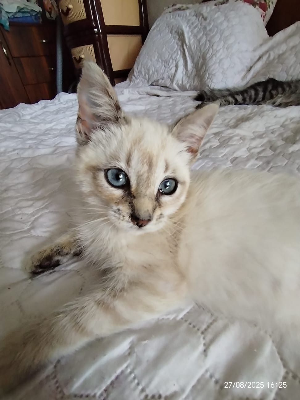 Котенок девочка 2,5 месяца