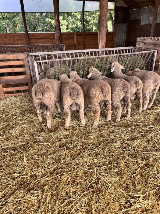 Vand miei rasa ile de france